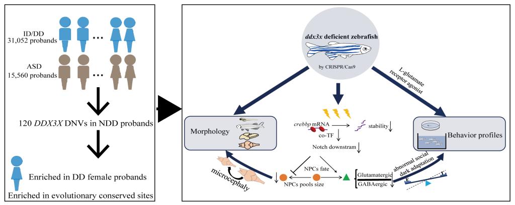 法医学系熊博教授团队在神经发育疾病DDX3X综合症发病机制方面取得研究进展
